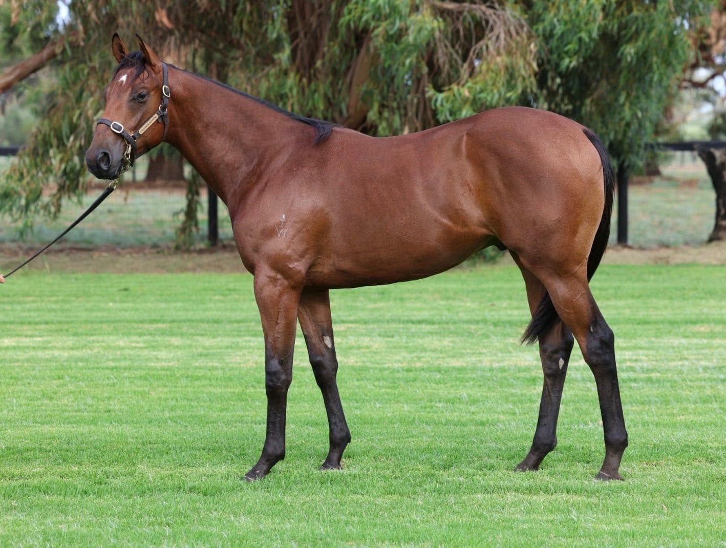 Doubtland/Libor Lady